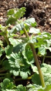 Healing Spirit: Henbit