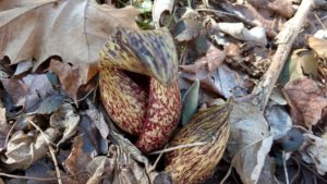 Creation rejoices FORAGING PRAYER AND THANKSGIVING